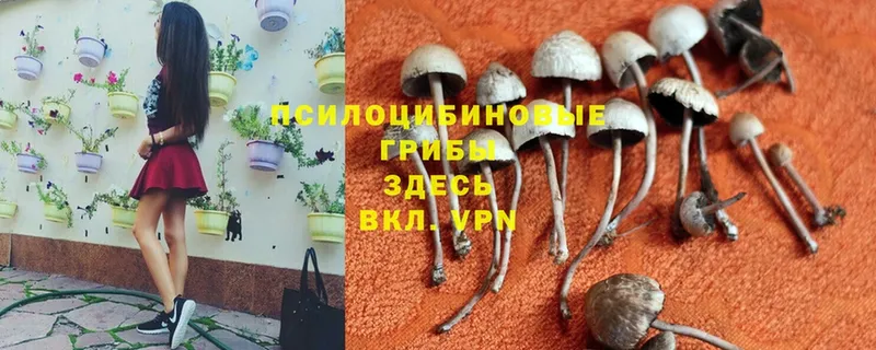 наркота  Новомосковск  Галлюциногенные грибы Psilocybe 